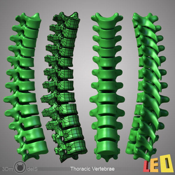 human skeleton separated bones 3d max - Human skeleton with separated bones by leo3Dmodels