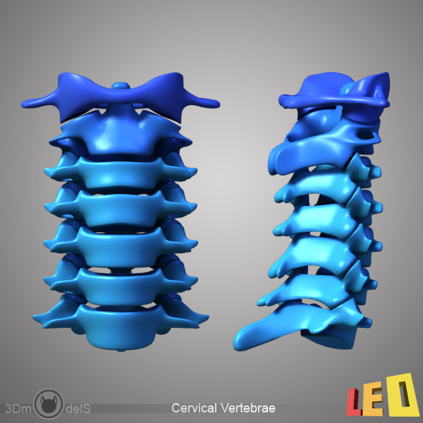 human skeleton separated bones 3d max - Human skeleton with separated bones by leo3Dmodels
