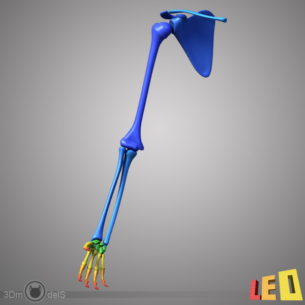 human skeleton separated bones 3d max - Human skeleton with separated bones by leo3Dmodels