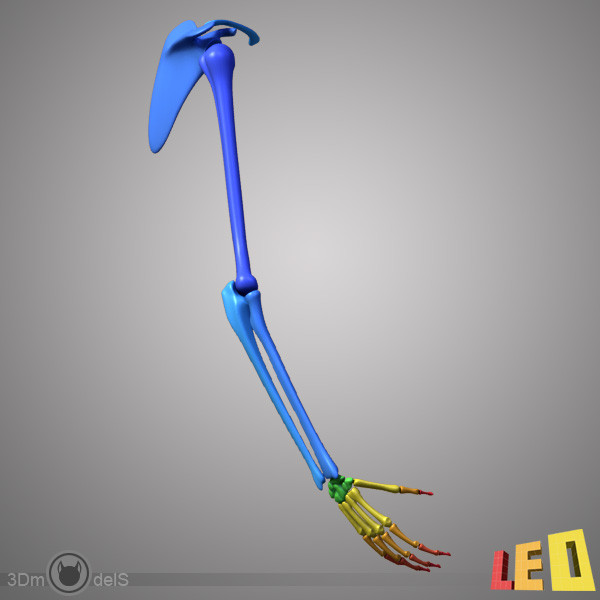 human skeleton separated bones 3d max - Human skeleton with separated bones by leo3Dmodels