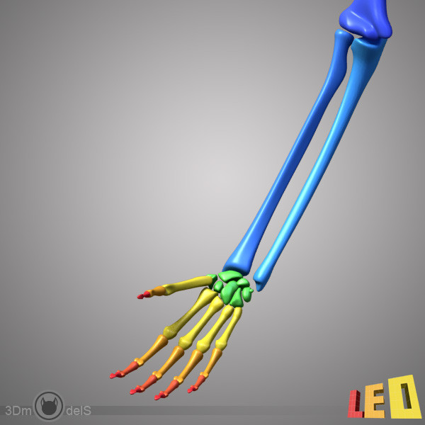 human skeleton separated bones 3d max - Human skeleton with separated bones by leo3Dmodels