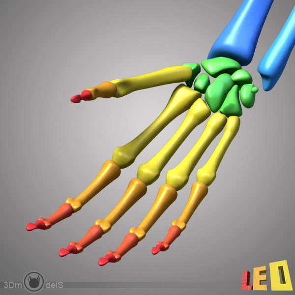 human skeleton separated bones 3d max - Human skeleton with separated bones by leo3Dmodels