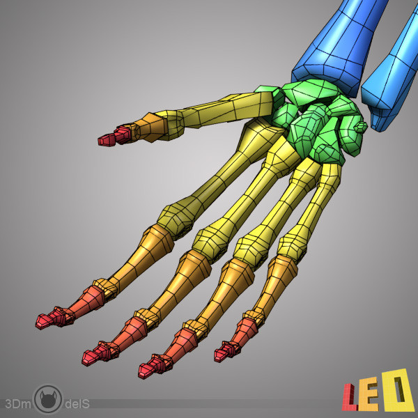 human skeleton separated bones 3d max - Human skeleton with separated bones by leo3Dmodels