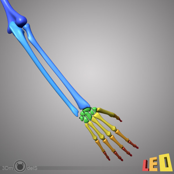 human skeleton separated bones 3d max - Human skeleton with separated bones by leo3Dmodels