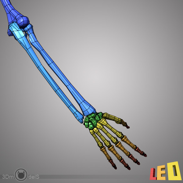 human skeleton separated bones 3d max - Human skeleton with separated bones by leo3Dmodels