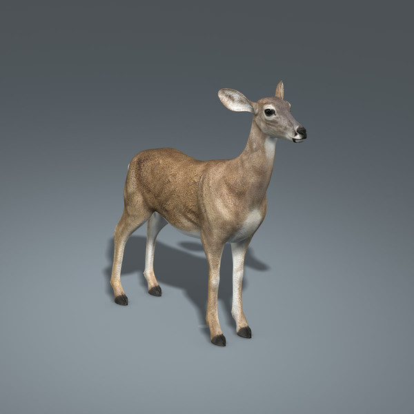 Doe (ANIMATED)