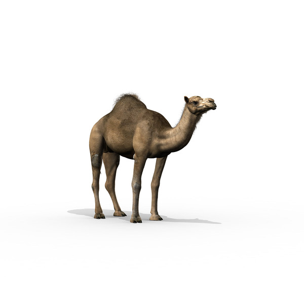 camel dromedary obj - Dromedary by Massimo Righi