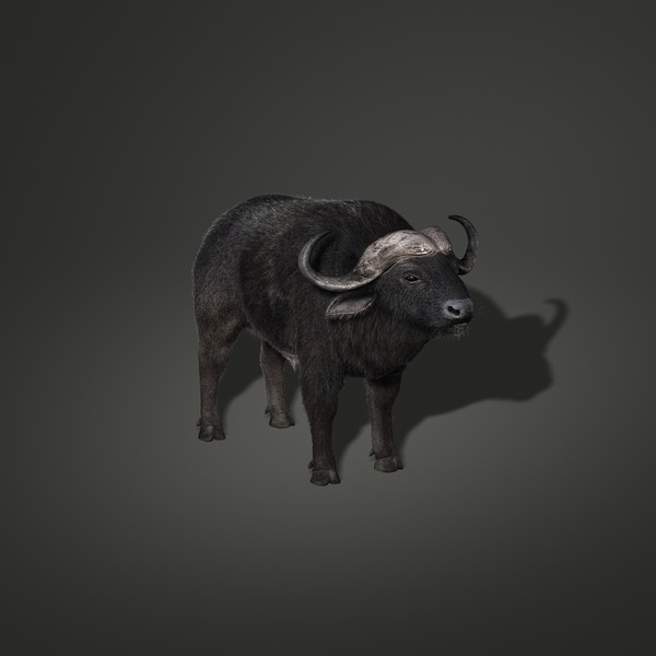 Cape Buffalo (African Buffalo) (FUR)