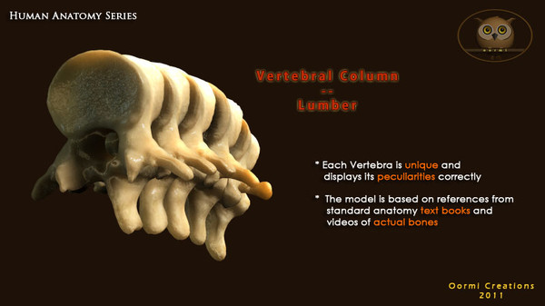vertebral column vertebra max - Vertebral column Lumbar by oormicreations
