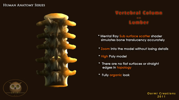 vertebral column vertebra max - Vertebral column Lumbar by oormicreations