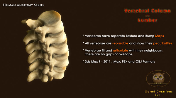vertebral column vertebra max - Vertebral column Lumbar by oormicreations