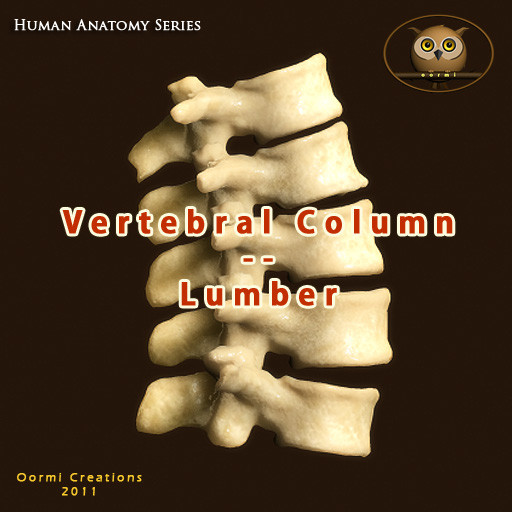 vertebral column vertebra max - Vertebral column Lumbar by oormicreations