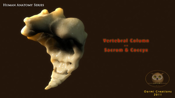 vertebral column sacrum coccyx 3d max - Vertebral Column Sacrum and Coccyx by oormicreations