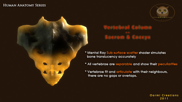 vertebral column sacrum coccyx 3d max - Vertebral Column Sacrum and Coccyx by oormicreations