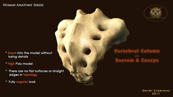 vertebral column sacrum coccyx 3d max - Vertebral Column Sacrum and Coccyx by oormicreations