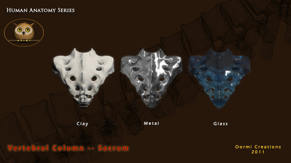 vertebral column sacrum coccyx 3d max - Vertebral Column Sacrum and Coccyx by oormicreations