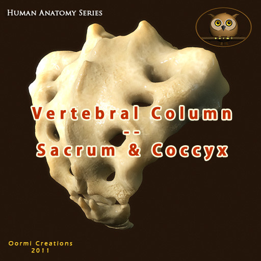 vertebral column sacrum coccyx 3d max - Vertebral Column Sacrum and Coccyx by oormicreations