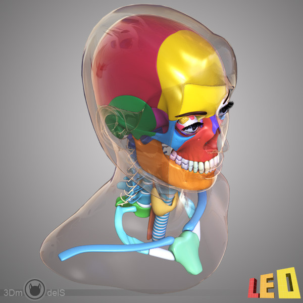 female head anatomy eye 3d obj - Female Head Anatomy by leo3Dmodels