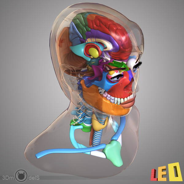 female head anatomy eye 3d obj - Female Head Anatomy by leo3Dmodels