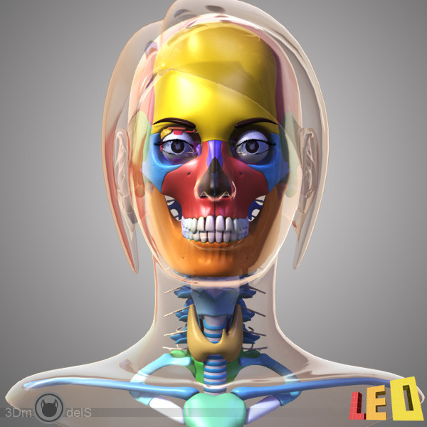 female head anatomy eye 3d obj - Female Head Anatomy by leo3Dmodels