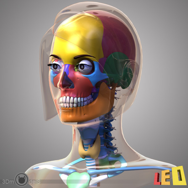 female head anatomy eye 3d obj - Female Head Anatomy by leo3Dmodels