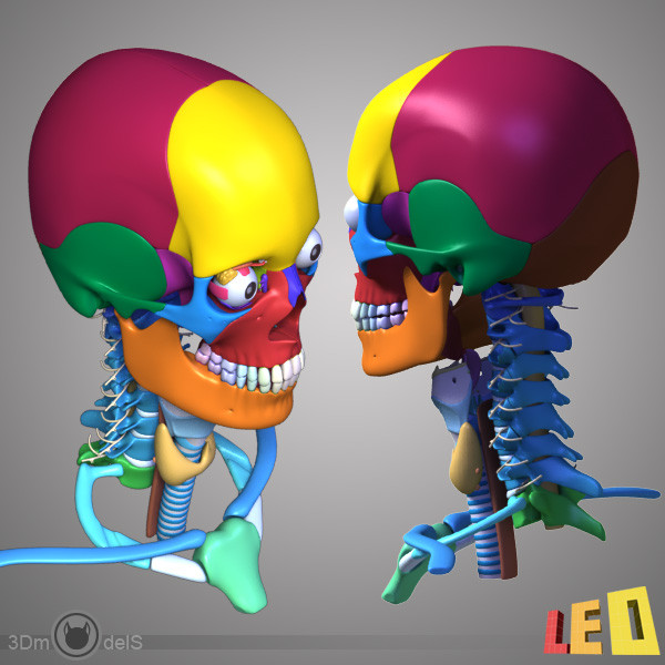 female head anatomy eye 3d obj - Female Head Anatomy by leo3Dmodels