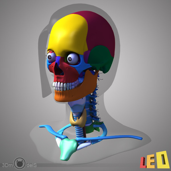 female head anatomy eye 3d obj - Female Head Anatomy by leo3Dmodels