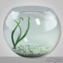 maya aquarium 1