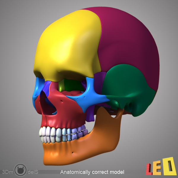 female head anatomy eye 3d obj - Female Head Anatomy by leo3Dmodels