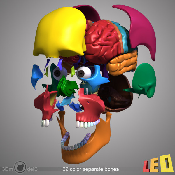 female head anatomy eye 3d obj - Female Head Anatomy by leo3Dmodels
