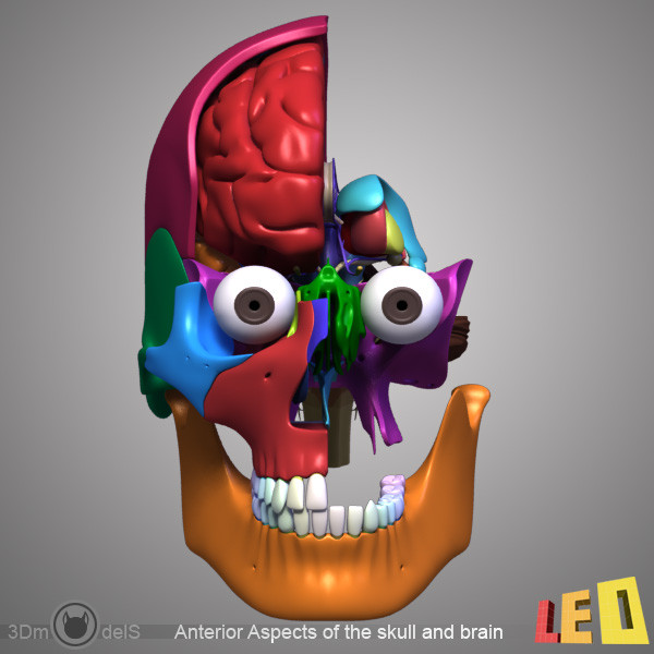 female head anatomy eye 3d obj - Female Head Anatomy by leo3Dmodels