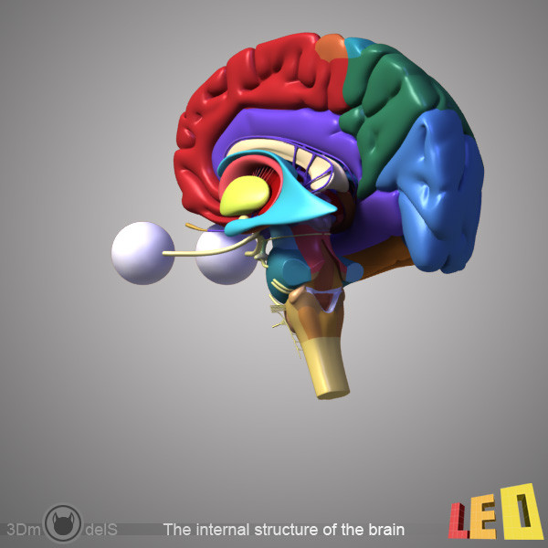 female head anatomy eye 3d obj - Female Head Anatomy by leo3Dmodels