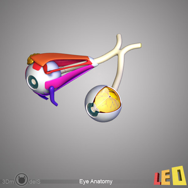 female head anatomy eye 3d obj - Female Head Anatomy by leo3Dmodels
