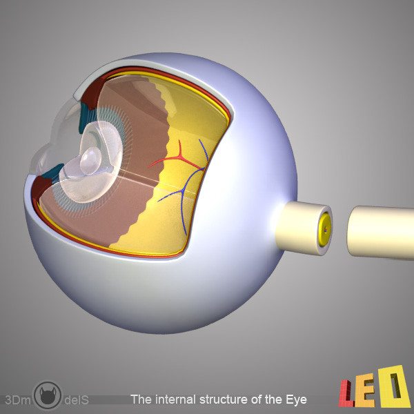 female head anatomy eye 3d obj - Female Head Anatomy by leo3Dmodels