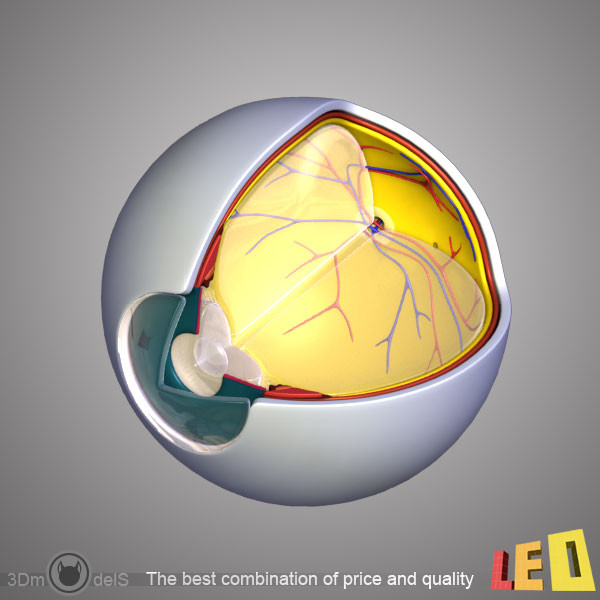 female head anatomy eye 3d obj - Female Head Anatomy by leo3Dmodels