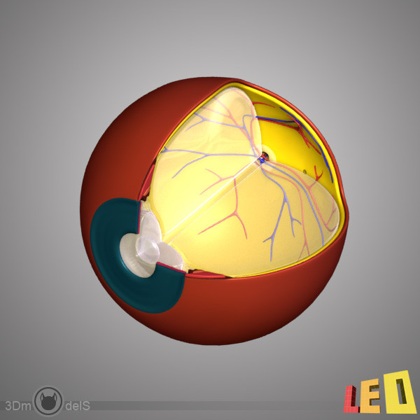 female head anatomy eye 3d obj - Female Head Anatomy by leo3Dmodels
