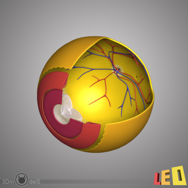 female head anatomy eye 3d obj - Female Head Anatomy by leo3Dmodels