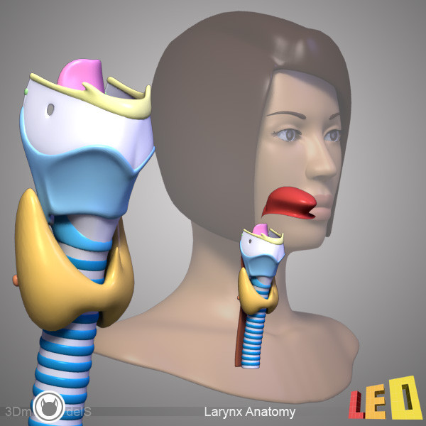 female head anatomy eye 3d obj - Female Head Anatomy by leo3Dmodels