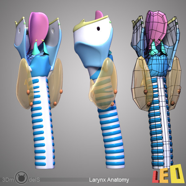 female head anatomy eye 3d obj - Female Head Anatomy by leo3Dmodels