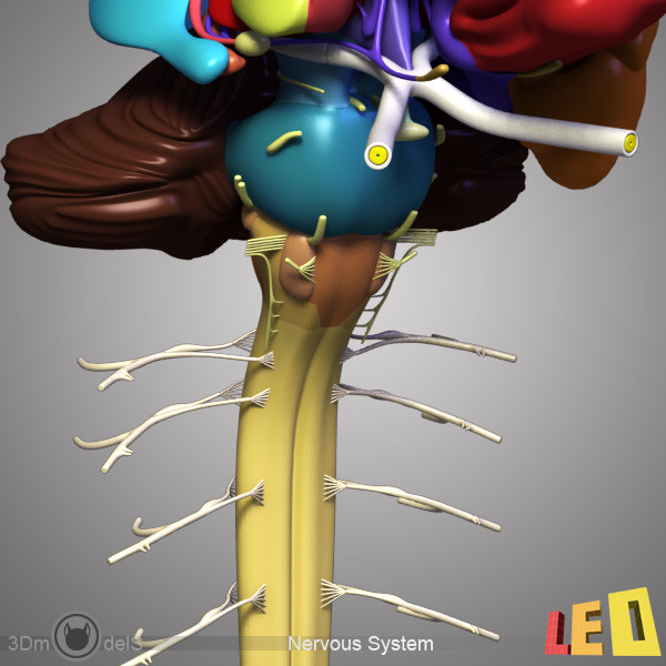 female head anatomy eye 3d obj - Female Head Anatomy by leo3Dmodels