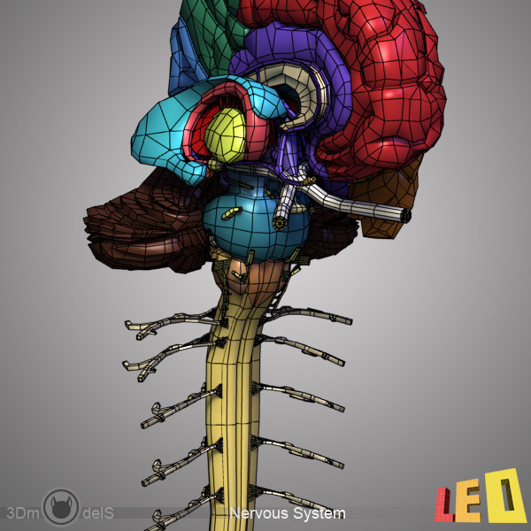 female head anatomy eye 3d obj - Female Head Anatomy by leo3Dmodels