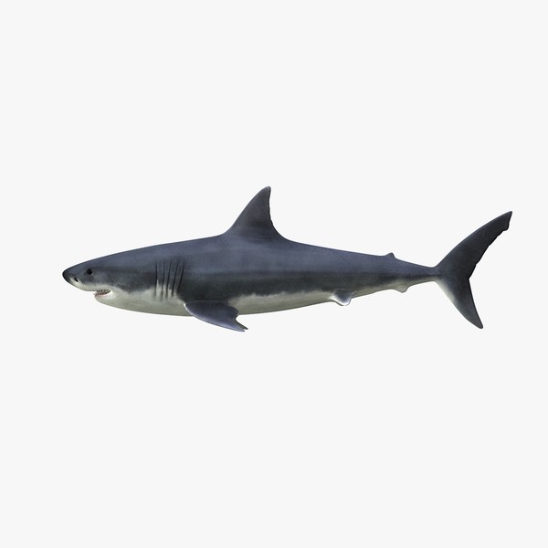 3d great white shark - Great White Shark by Massimo Righi