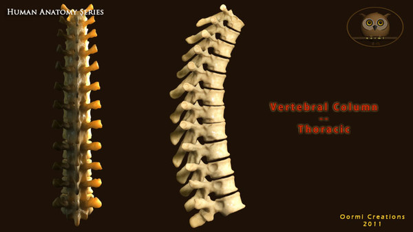 vertebral column thoracic vertebra 3d model - Vertebral Column Thoracic by oormicreations