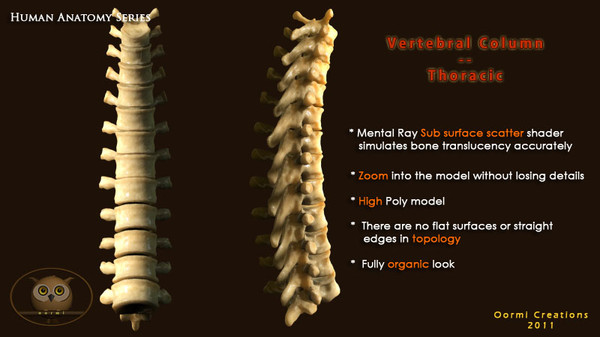 vertebral column thoracic vertebra 3d model - Vertebral Column Thoracic by oormicreations