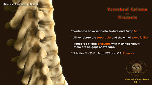 vertebral column thoracic vertebra 3d model - Vertebral Column Thoracic by oormicreations