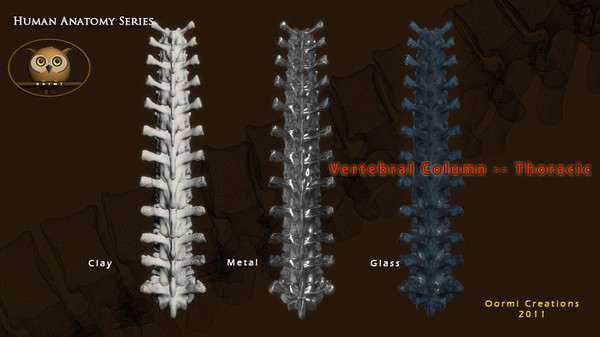 vertebral column thoracic vertebra 3d model - Vertebral Column Thoracic by oormicreations