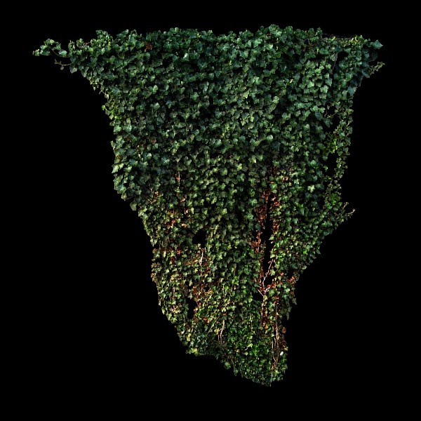 3ds max ivy - Ivy by Xupypr_06