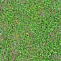 Grass Tileable Texture