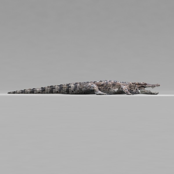 3d realistic alligator - Alligator by Massimo Righi
