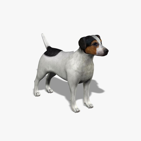 3d model jack russel terrier - Jack Russel Terrier by Massimo Righi